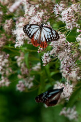 フジバカマで羽を休めるアサギマダラ