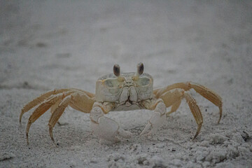 crab on the beach