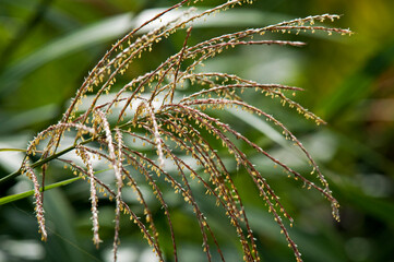 秋の七草の一つススキ