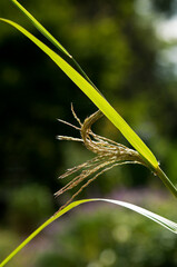 秋の七草の一つススキ