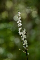 日本固有種でやや湿った場所に生育するイヌショウマ