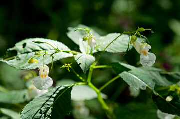 横長の花が釣り下がるように多数咲くツリフネソウ