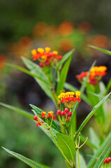 オレンジ色の鮮やかな花のアスクレピアス