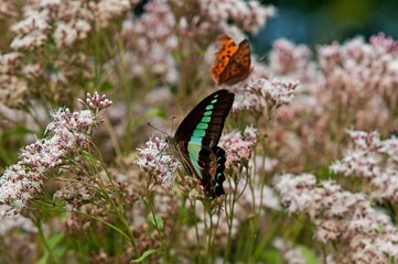 アオスジアゲハとフジバカマ