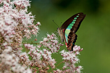 アオスジアゲハとフジバカマ