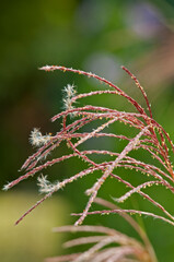 秋の七草の一つススキ