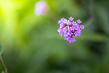 The background image of the colorful flowers