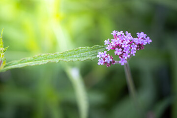 The background image of the colorful flowers