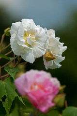 夏から秋にかけて大輪の花を咲かせる酔芙蓉の花