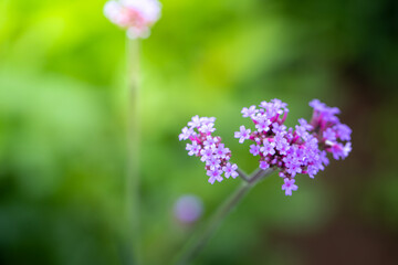The background image of the colorful flowers