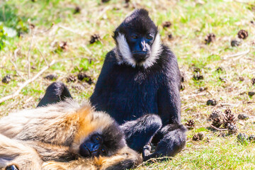 Wildpaek Daun, Eifel, Germany