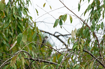 旅鳥として春と秋の渡りの時期に飛来するエゾビタキ