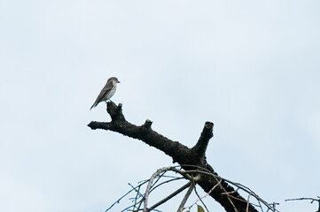 旅鳥として春と秋の渡りの時期に飛来するエゾビタキ
