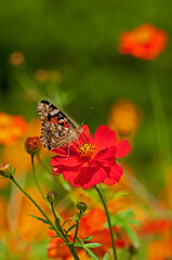 園芸品種として栽培されるキバナコスモス