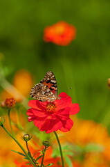 園芸品種として栽培されるキバナコスモス