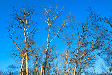 No leaves on the tree branches in winter 