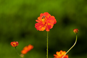園芸品種として栽培されるキバナコスモス