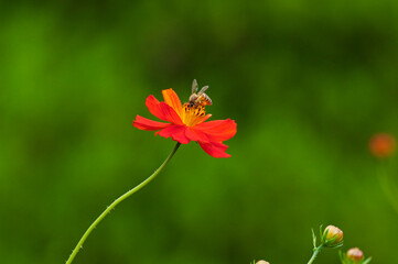 園芸品種として栽培されるキバナコスモス
