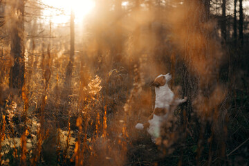 dog in autumn forest. Jack Russell Terrier puts paws on the tree