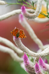 ろうそくの炎のような形をしたノゲイトウで羽を休めるキタテハ