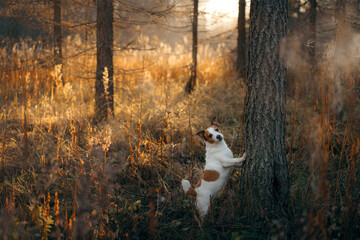 dog in autumn forest. Jack Russell Terrier puts paws on the tree