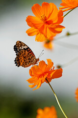 Obraz premium 羽を休めるヒメアカタテハ