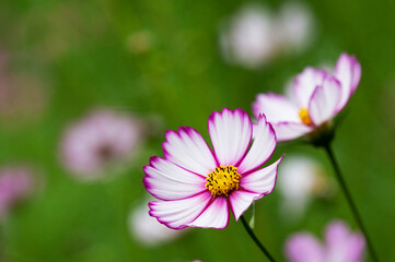 Obraz premium 華やかな縁取りが目を引くコスモスの花