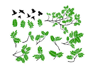 A set of twigs with birds flying. Summer tree branch with fresh green leaves. Vector illustration