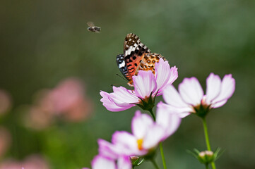 Fototapeta na wymiar コスモスにとまるヒメアカタテハを攻撃する蜂