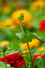 初夏から秋にかけて花が咲く非常に花持ちの良いジニア