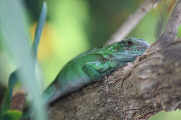 green lizard on a tree