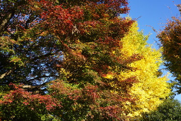 紅葉する木々