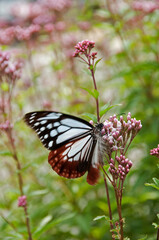 秋の七草のひとつフジバカマの花に吸蜜しているアサギマダラ