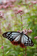 秋の七草のひとつフジバカマの花に吸蜜しているアサギマダラ