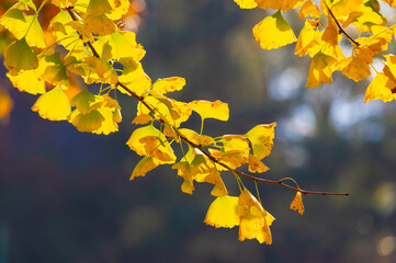 Late, autumn, scenery, of, Qingliangzhai, Scenic, Area, in, Wuhan, Hubei