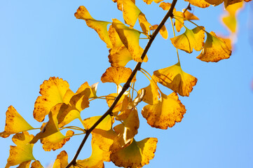 Late, autumn, scenery, of, Qingliangzhai, Scenic, Area, in, Wuhan, Hubei