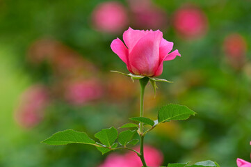 春から秋にかけてピンクの美しい花を咲かせるうららという名の薔薇の花