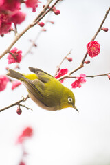 飛び立とうとしている紅梅の枝に止まっているメジロ