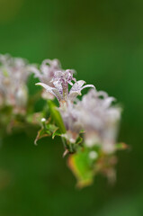 鳥のホトトギスに似た斑点があるホトトギスの花