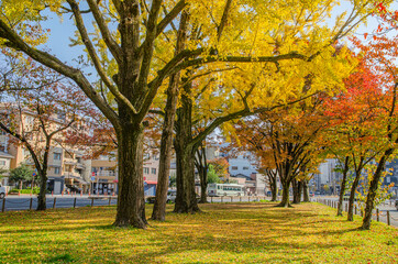 Fototapeta premium 京都の東本願寺前のイチョウ