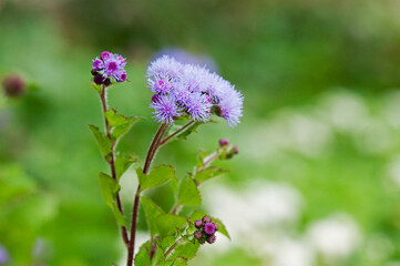 明るい青紫の花が咲くアゲラタム
