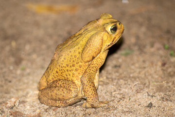 Wildlife, animal: frog at camping