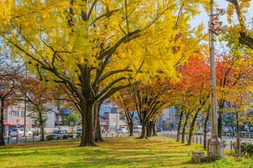 京都の東本願寺前のイチョウ