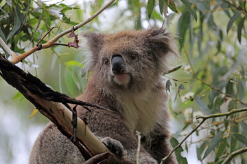 Cute Koala - Victoria, Australia