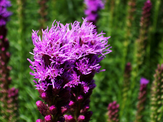 Fototapeta premium Liatris Spicata Compositae Flower