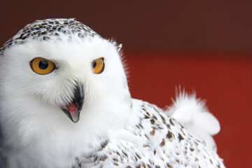 portrait of a snowy owl