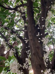 tree with white flowers growing from buds on trunk and branches