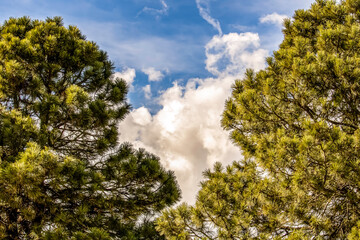 Clouds Between Trees