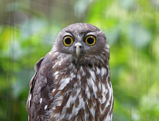 Barking owl watching - Victoria, Australia