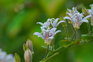 鳥のホトトギスに似た斑点があるホトトギスの花